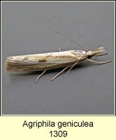 Agriphila geniculea