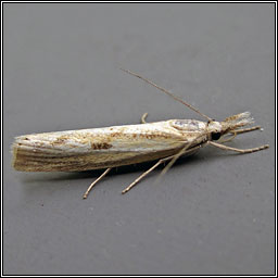 Agriphila geniculea