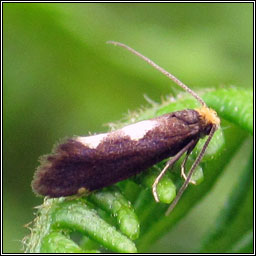 Incurvaria masculella