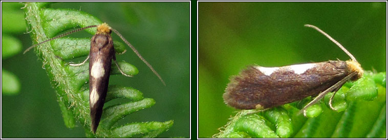 Incurvaria masculella