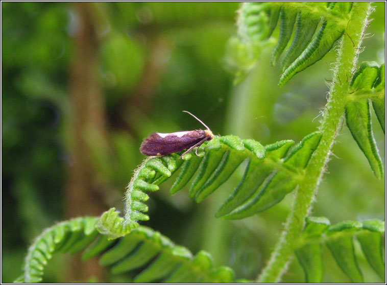 Incurvaria masculella