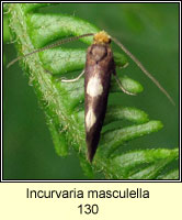 Incurvaria masculella