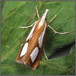 Catoptria pinella