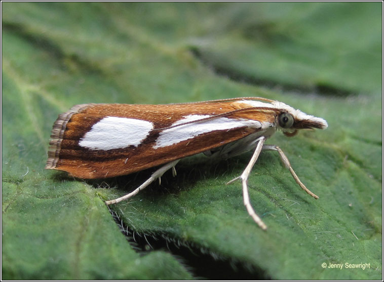 Catoptria pinella