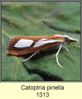 Catoptria pinella