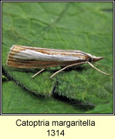 Catoptria margaritella