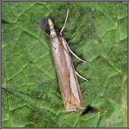 Catoptria margaritella