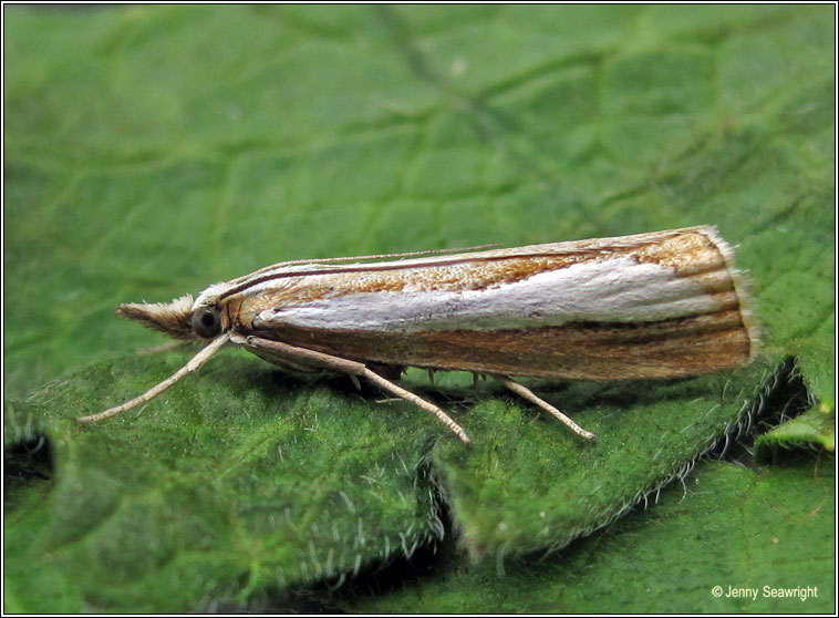 Catoptria margaritella