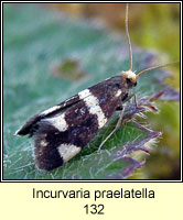 Incurvaria praelatella