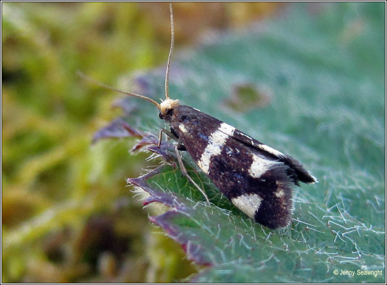 Incurvaria praelatella