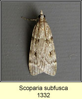 Scoparia subfusca