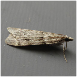 Scoparia subfusca