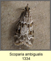 Scoparia ambigualis