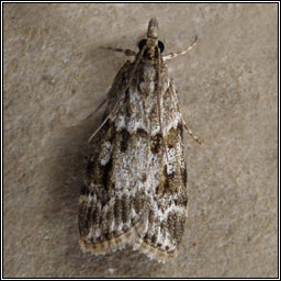 Scoparia ambigualis