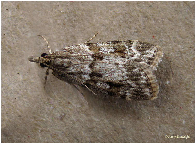 Scoparia ambigualis