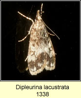 Dipleurina lacustrata