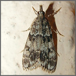 Dipleurina lacustrata