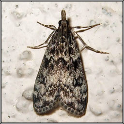 Eudonia truncicolella