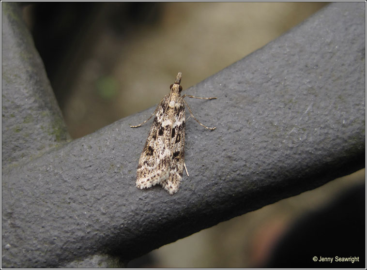 Eudonia angustea