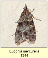 Eudonia mercurella