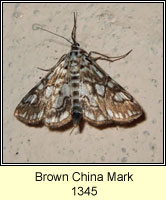 Brown China Mark, Elophila nymphaeata