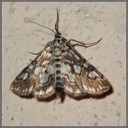 Brown China Mark, Elophila nymphaeata