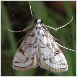 Beautiful China-mark, Nymphula nitidulata