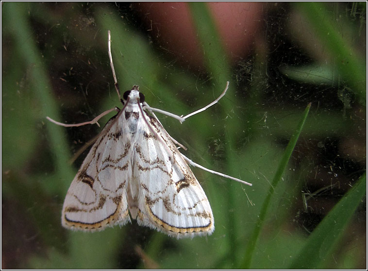 Beautiful China-mark, Nymphula nitidulata