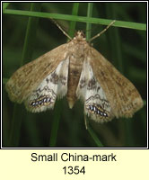 Small China-mark, Cataclysta lemnata