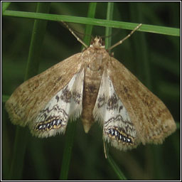 Small China-mark, Cataclysta lemnata