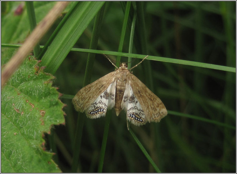 Small China-mark, Cataclysta lemnata