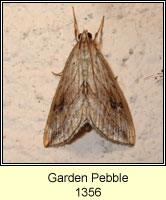 Garden Pebble, Evergestis forficalis