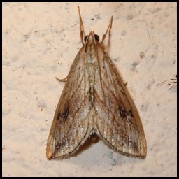 Garden Pebble, Evergestis forficalis