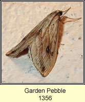 Garden Pebble, Evergestis forficalis