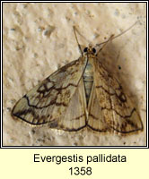 Evergestis pallidata