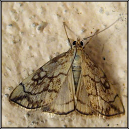 Evergestis pallidata