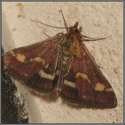 Pyrausta purpuralis