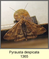 Pyrausta despicata