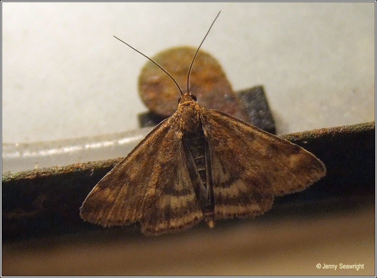 Pyrausta despicata