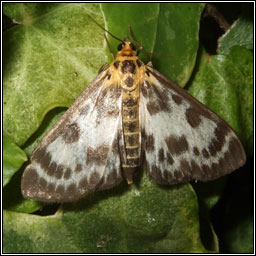 Small Magpie, Eurrhypara hortulata