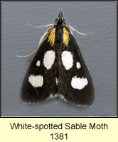 White-spotted Sable Moth, Anania funebris
