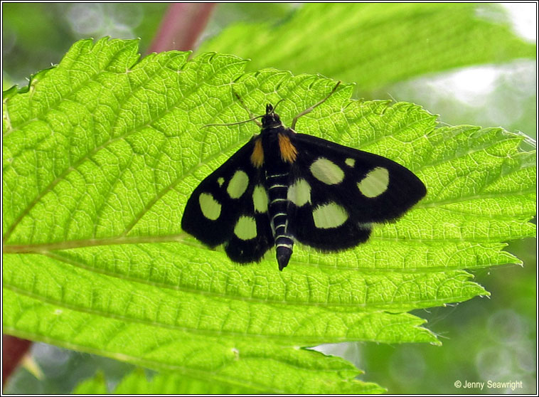 White-spotted Sable Moth, Anania funebris