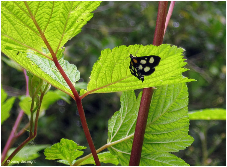 White-spotted Sable Moth, Anania funebris