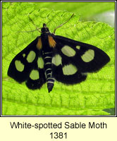 White-spotted Sable Moth, Anania funebris