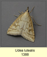 Udea lutealis