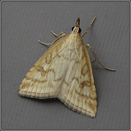 Udea lutealis