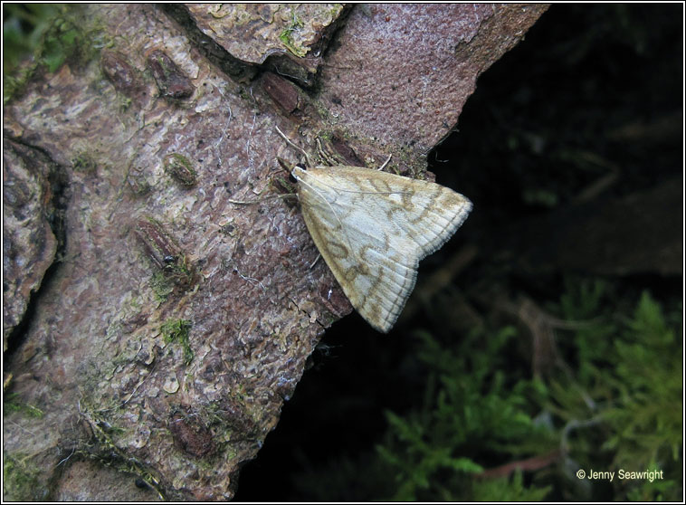 Udea lutealis