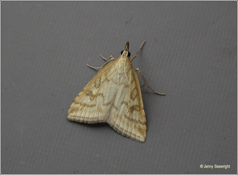 Udea lutealis