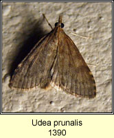 Udea prunalis