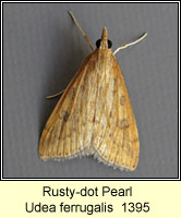 Rusty-dot Pearl, Udea ferrugalis